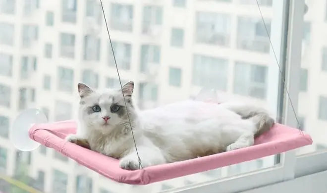 Cat Window Hammock -3