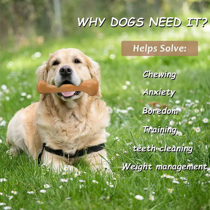  Why your dog needs one.