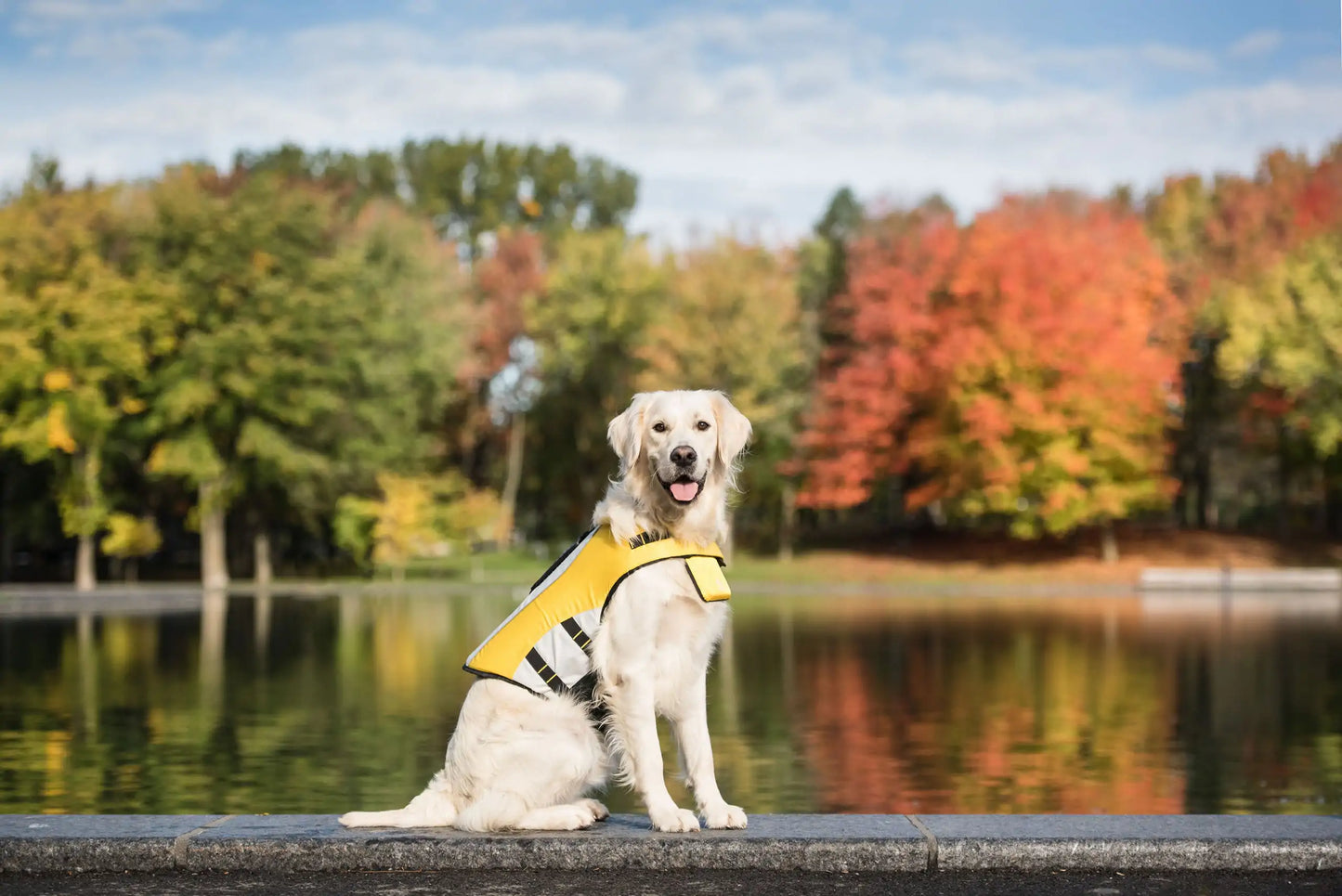 GF DOG Life Vest: Keep Your Dog Safe, Secure, and Comfortable on the Water. On a dog by a lake