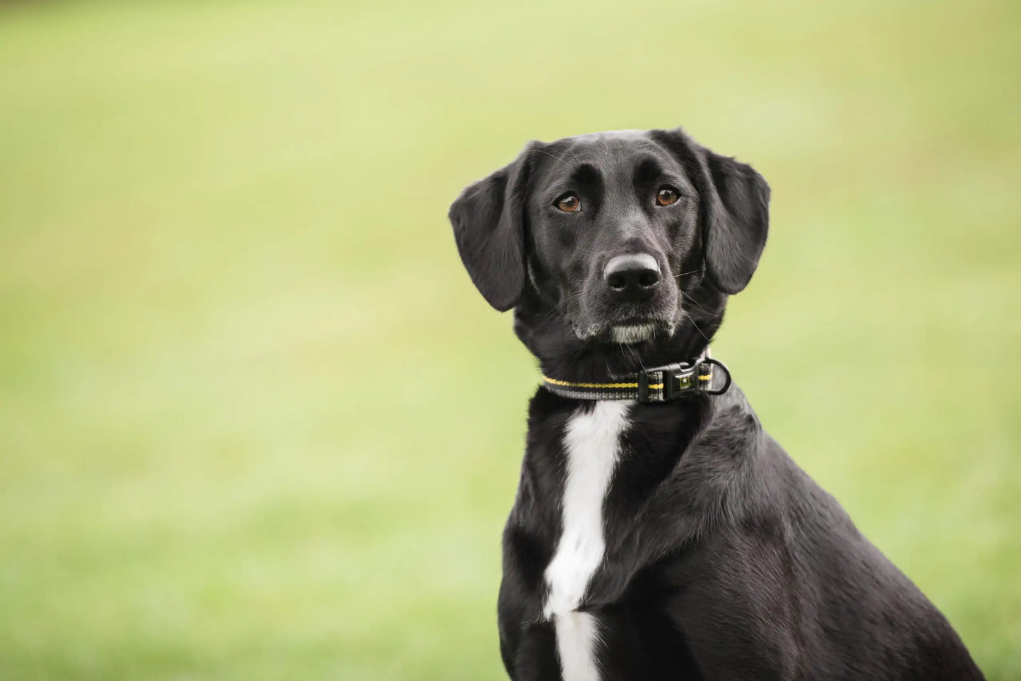  Collar on a dog